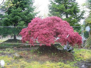 trees Dissectum 600 3