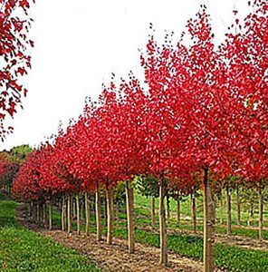 trees autumn flame maple