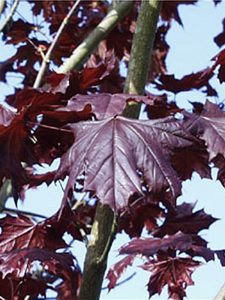 trees crimson king maple 600 2