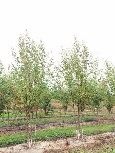 trees heritage river birch 600