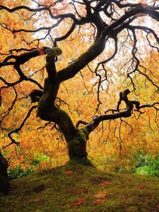 autumn japanese maple