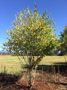 trees katsura 01 600