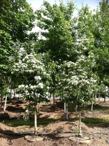 trees korean dogwood 600