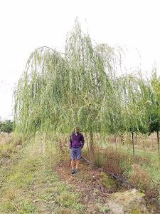 trees weeping willow 600