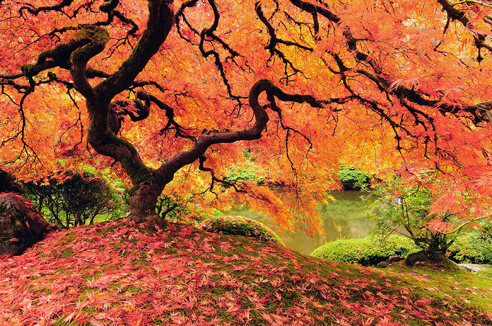 Autumn tree