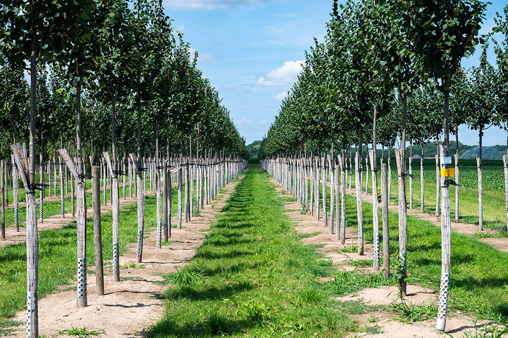 Cultivation of small trees in a row, Viersen, Germany