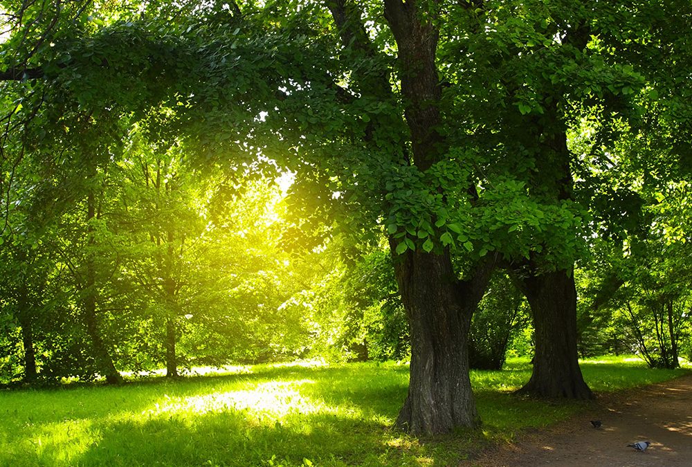 deciduous=trees