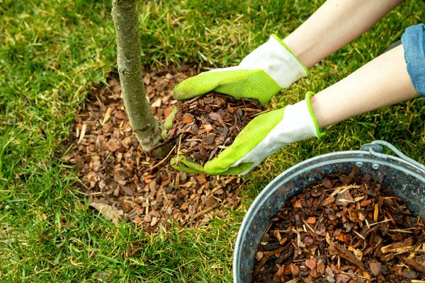 mulching around a tree with pine bark mulch