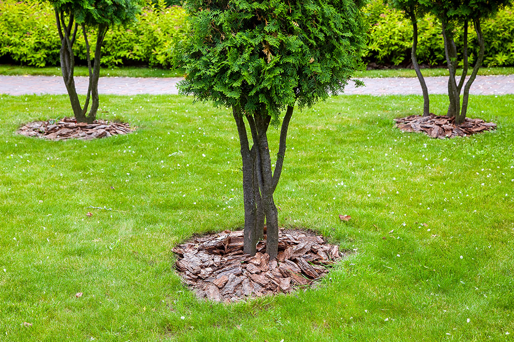 tree mulching
