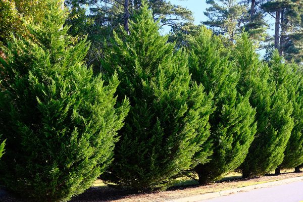 Benefits of Privacy Trees for Your Yard