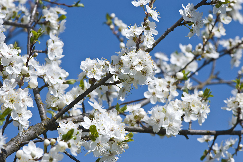 How Flowering Trees Improve Property Value in Spring and Beyond