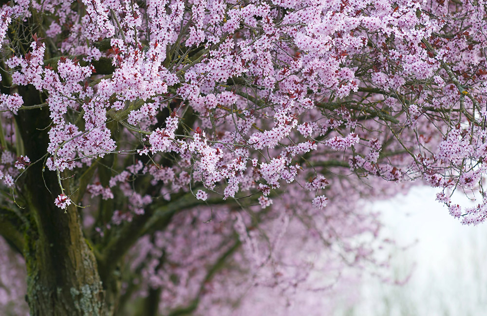 How Flowering Trees Improve Air Quality and Outdoor Comfort