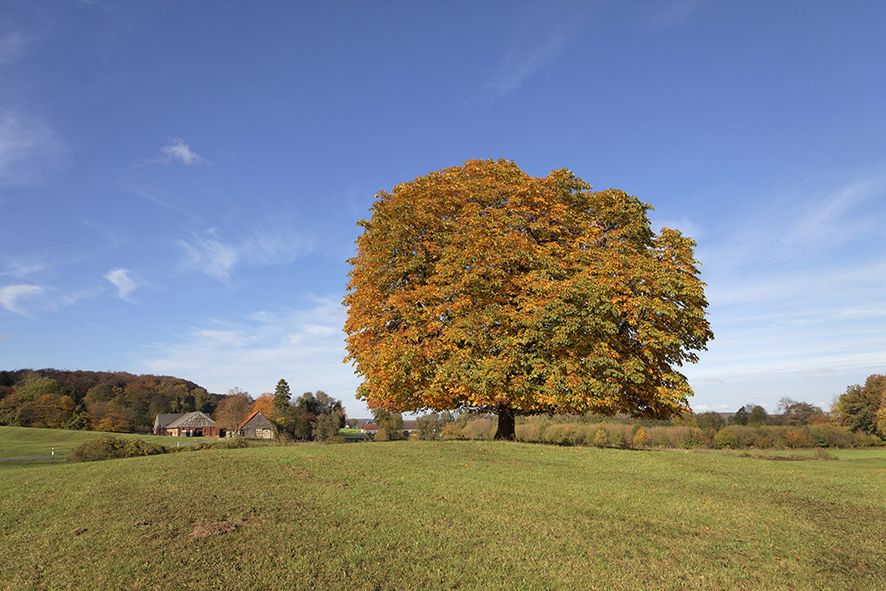 8 Great Trees for Providing Summer Shade