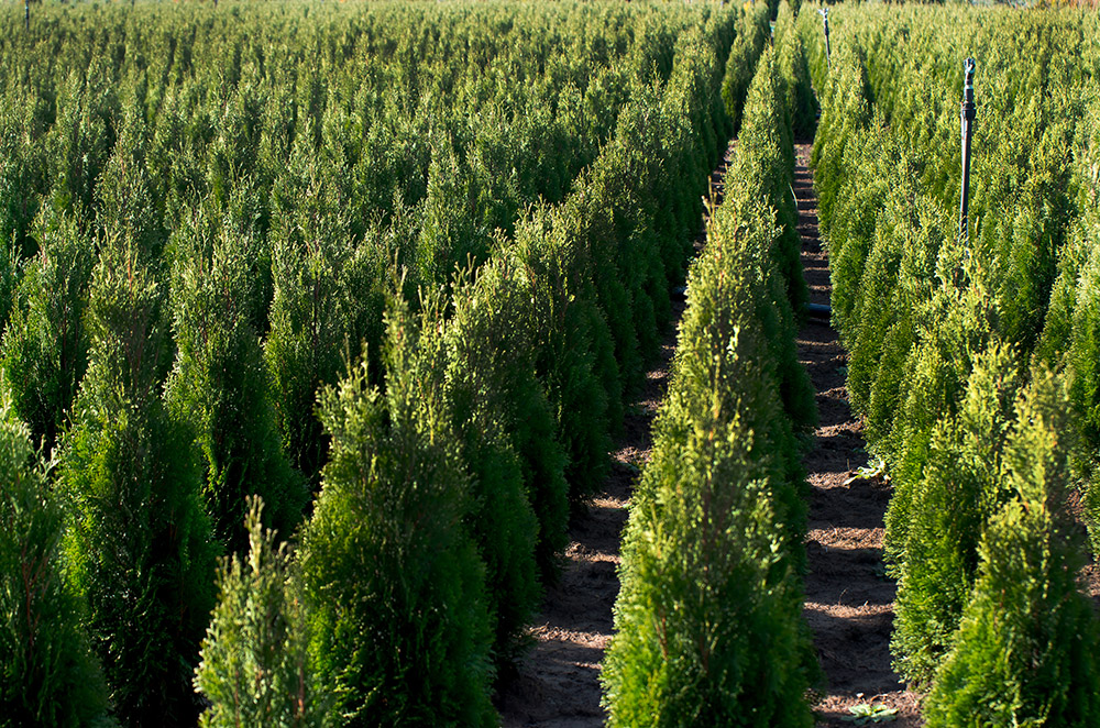arborvitae 03