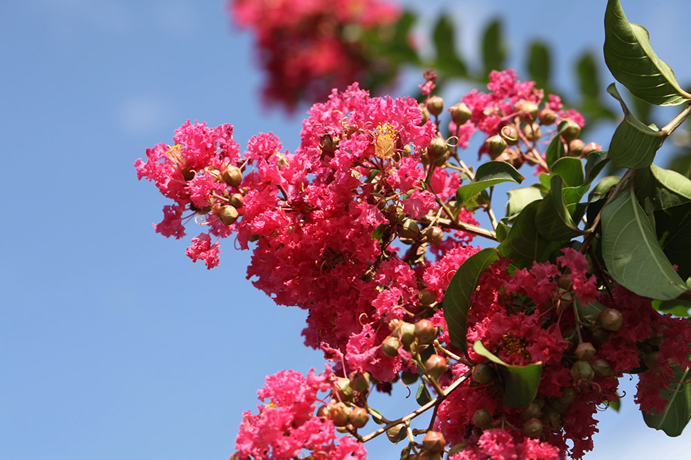Why Summer Is Still a Great Time to Plant Certain Trees (And Which Ones to Choose)