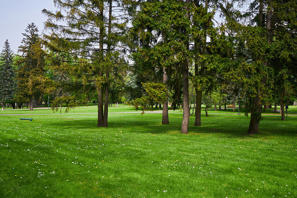 summer trees yard