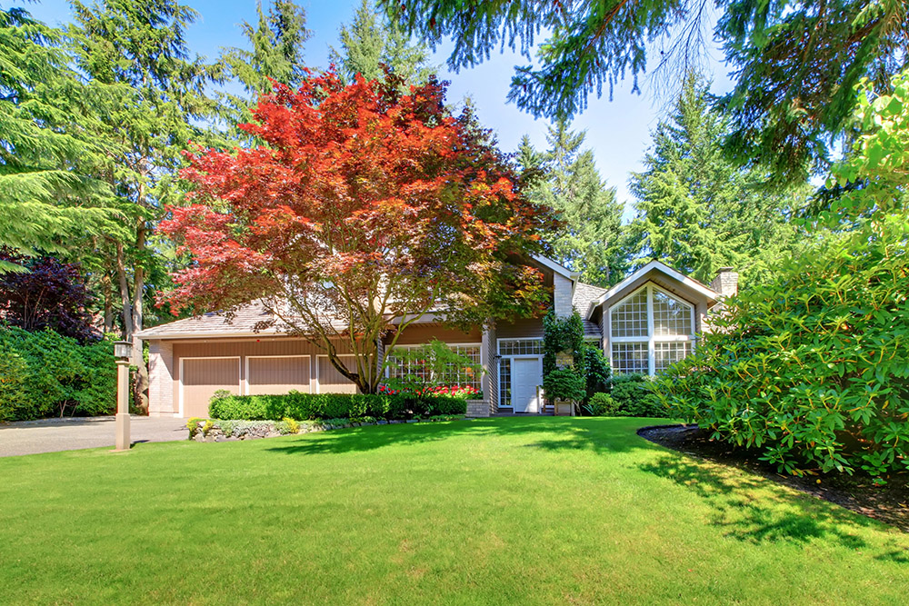 Why Fall Is the Best Time to Plant Trees in the Pacific Northwest