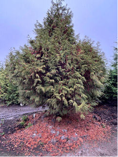 evergreen winter 01