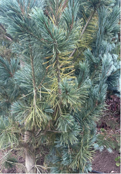 evergreen winter 04